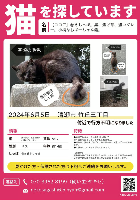 迷子猫の情報募集ポスター