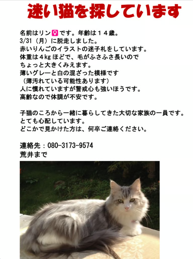 迷子猫（リン）の情報募集ポスター