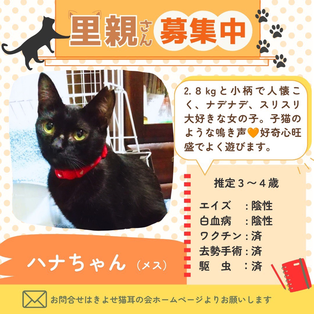 ハナちゃんの詳細情報
