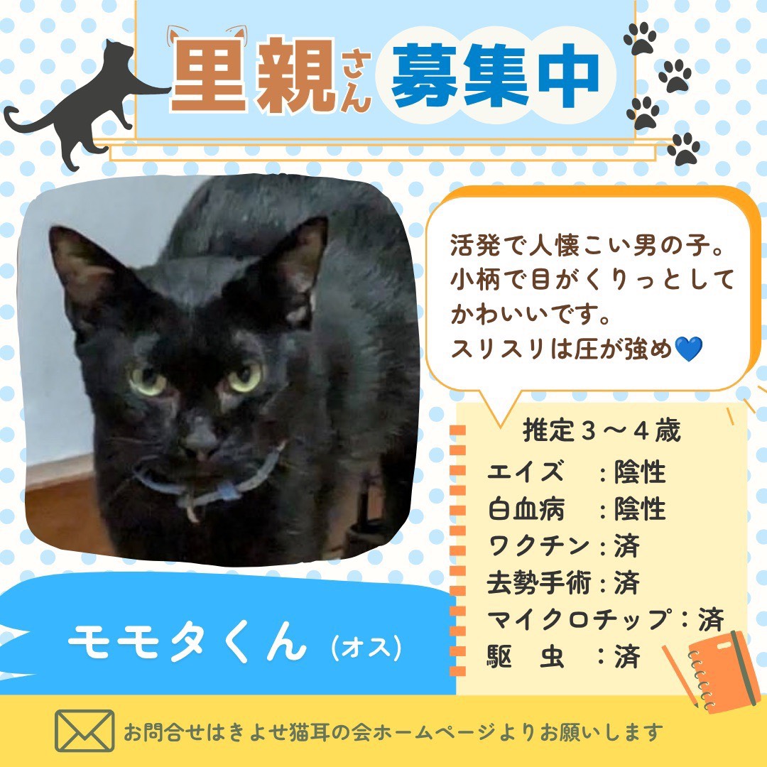 モモタくんの詳細情報