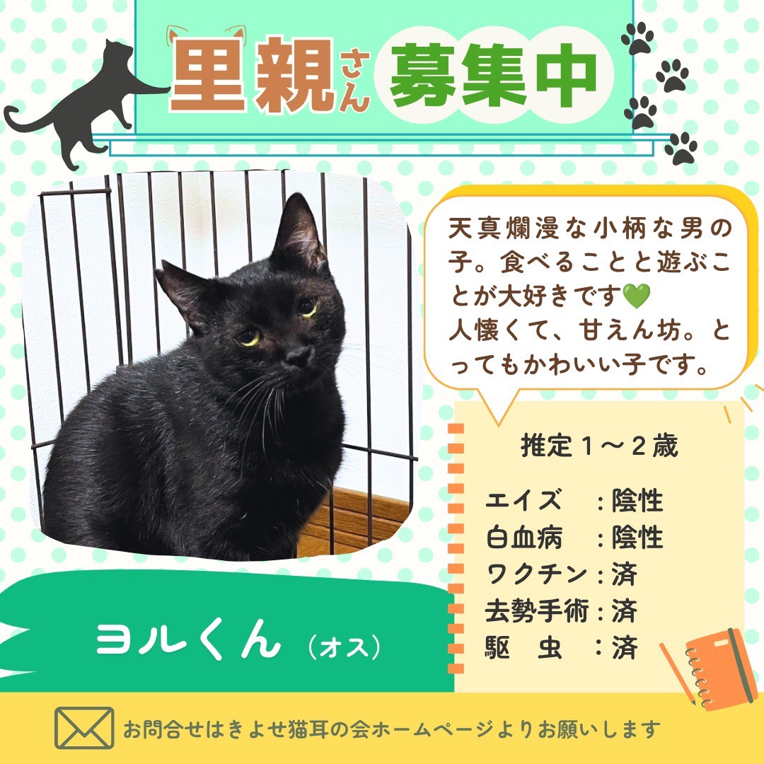 ヨルくんの詳細情報
