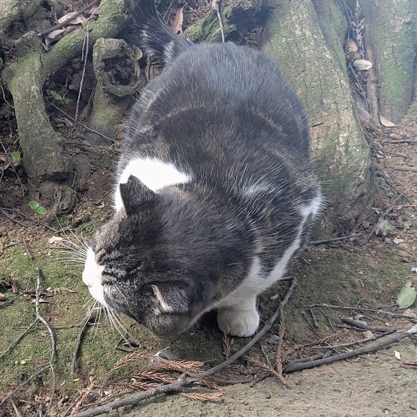 外で過ごす耳カットされた猫の写真